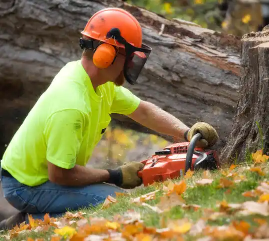 tree services Park City